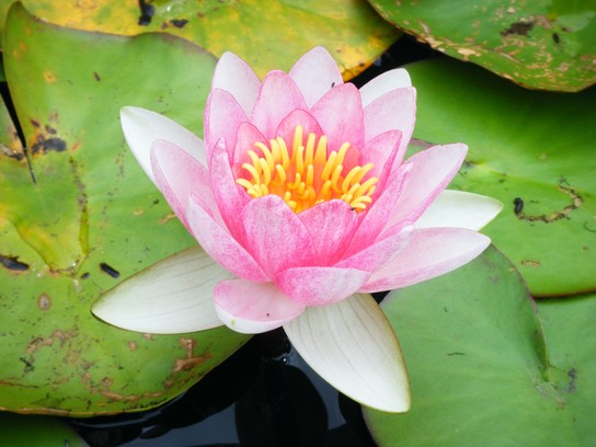 lotus lotus